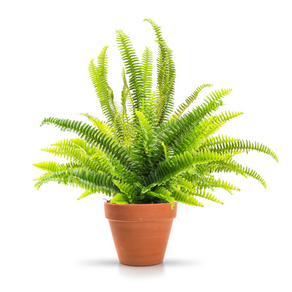 Leafy Fern Plant