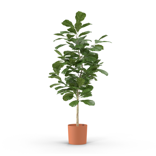 Ficus Plant - 3 Feet Tall